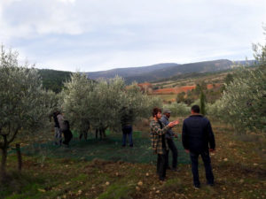 recolte d'olives, peigne à arbre, formation agricole, arboriculture