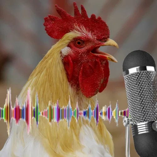 podcast, coq, chant, laicité, république