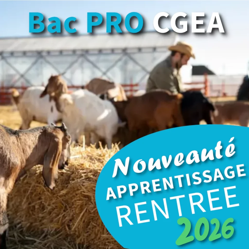 Bac pro CGEA par apprentissage, élevage, polycultures