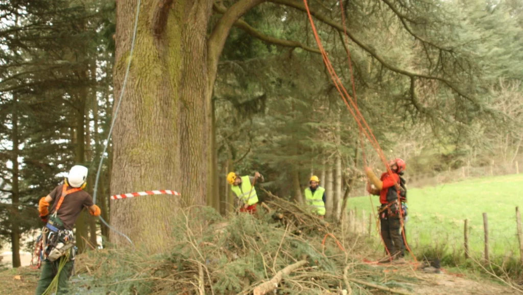 CS arboriste grimpeur, devenir elagueur grimpeur