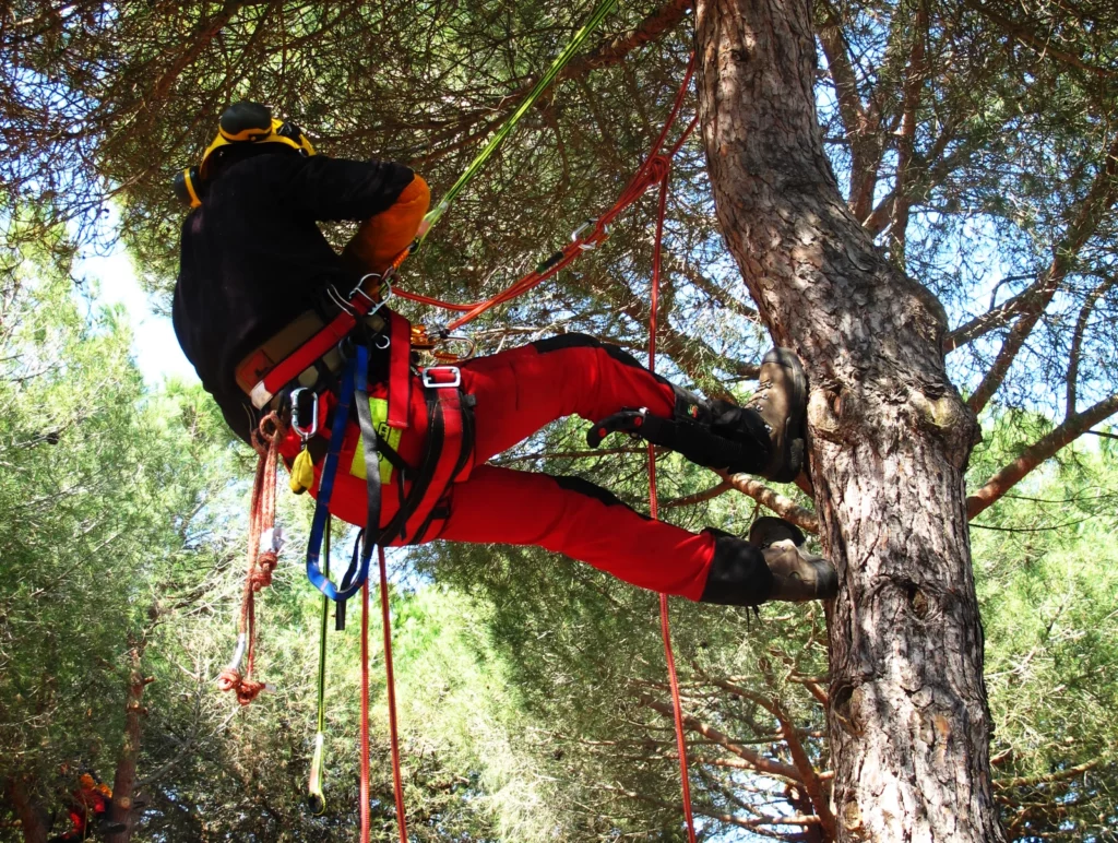 CS arboriste grimpeur, devenir elagueur grimpeur