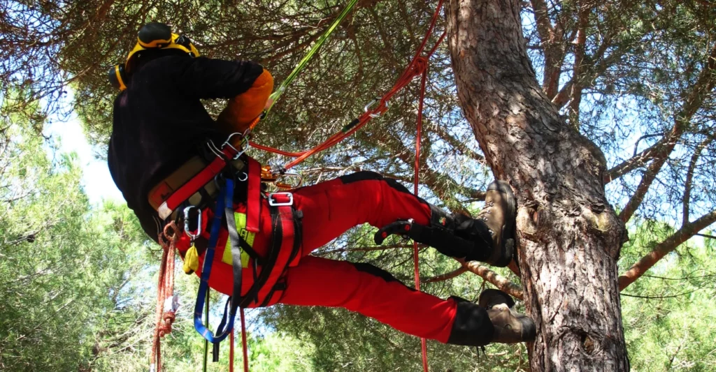 CS arboriste grimpeur, devenir elagueur grimpeur