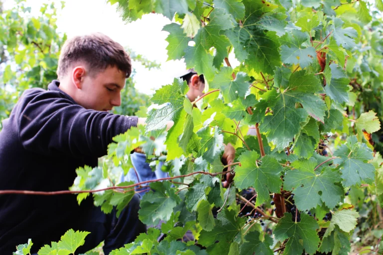 BPA ouvrier vitcole, devenir ouvrier en viticulture, reconversion professionnelle en viticulture