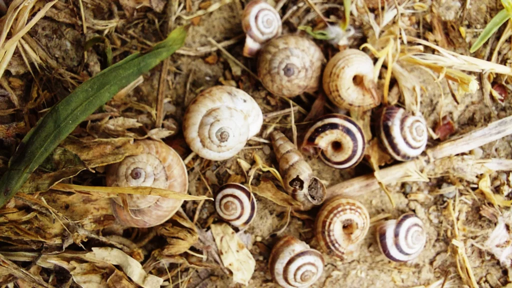 inventaire malacofaune, inventaire escargot, exploitation pedagogique, domaine charlemagne