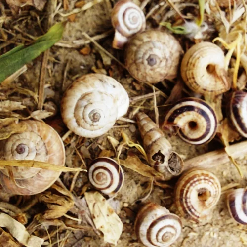 inventaire malacofaune, inventaire escargot, exploitation pedagogique, domaine charlemagne