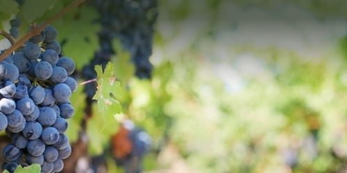 bandeau_viticulture